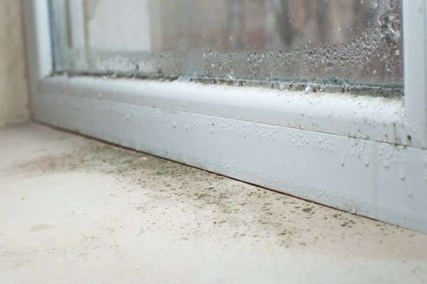 Environmental Consulting for Mold Prevention